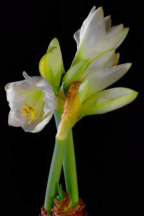 Images White Flowers Amaryllis Closeup Black Background X