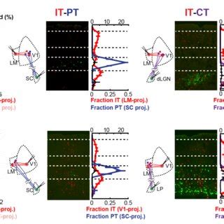 Cortical neurons projecting to different areas are intermingled and ...