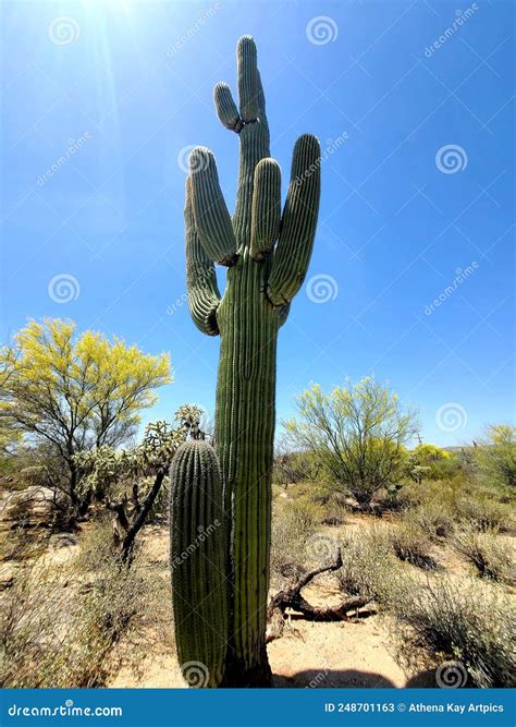 Ribbed Saguaro Cactus Palo Verde Tree Blooming Desert Landscape Scene