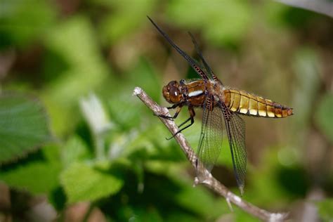 Libellule Déprimée Libellula Depressa Femelle Pierre Pruvot Flickr