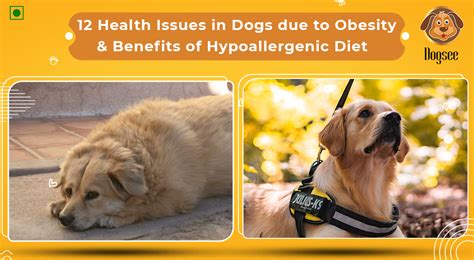 12 Health Issues In Dogs Due To Obesity Dogsee