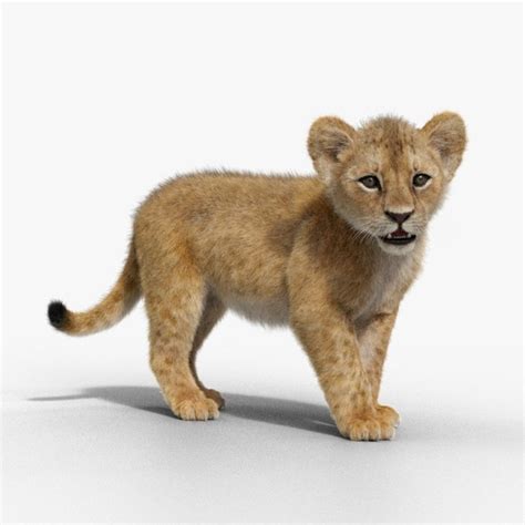 modelo 3d Lion Cub Animated - TurboSquid 2016560