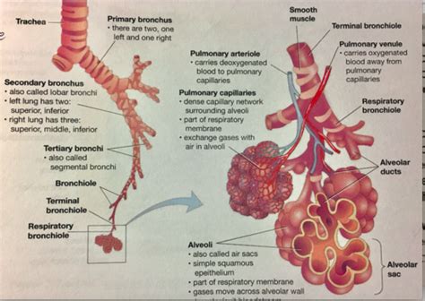 BIO 202 Respiratory System Review Guide Flashcards Quizlet