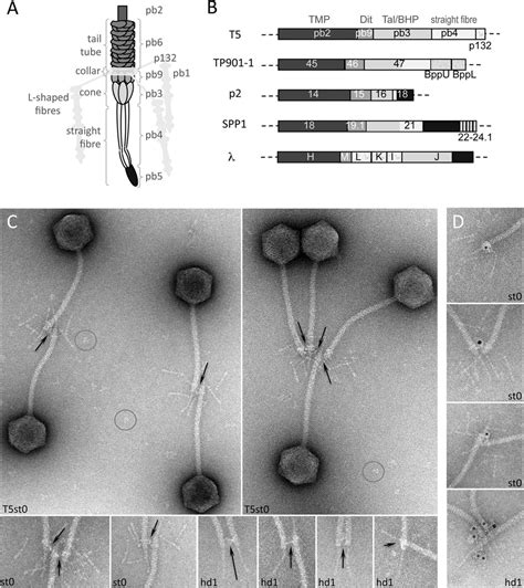 Crystal Structure Of Pb9 The Distal Tail Protein Of Bacteriophage T5