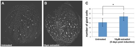 Fluctuations Of The Transcription Factor Atml Generate The Pattern Of