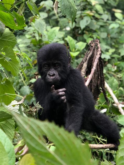 Exclusive Gorilla Trekking Safaris in Rwanda | Rwanda Tours