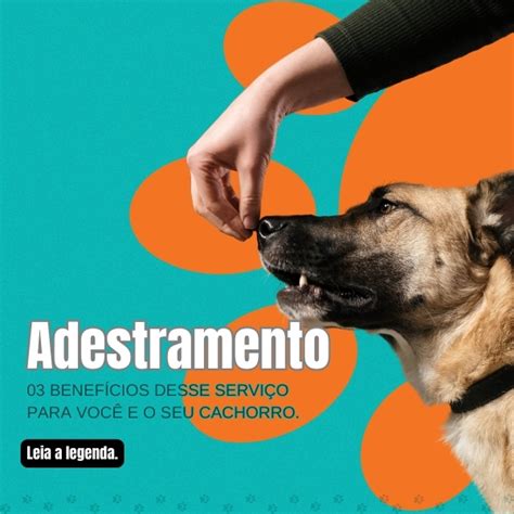 Adestramento Canino Em Casa Completo Rodrigo Fran A Hotmart