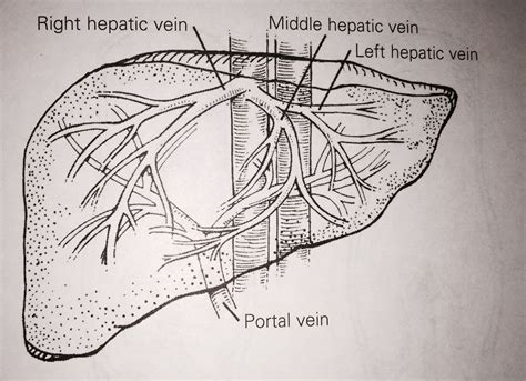 Liver Vasculature Ultrasound