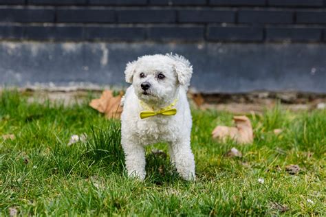 20 of the Cutest White Dog Breeds | Reader's Digest