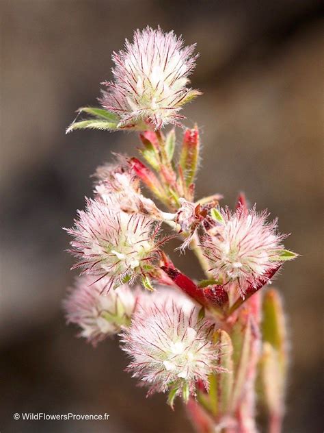 Trifolium arvense - wild in Provence