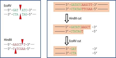 Restriction Enzymes Blunt Ends