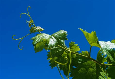 Images Gratuites Arbre La Nature Branche Ciel Grain De Raisin