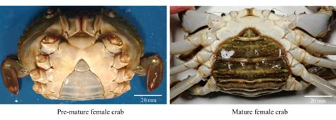 Eyestalk Ablation To Increase Ovarian Maturation In Mud Crabs Text Page