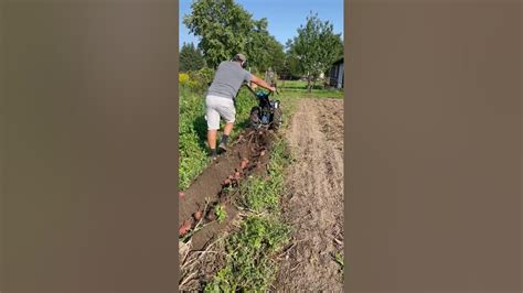 2022 Potato Harvest With My Bcs 853 Diesel Youtube