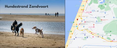 Schönsten Hundestrände In Holland Und Den Niederlanden CampingNerd