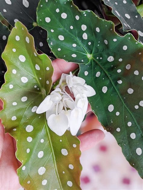 How To Care For The Gorgeous Begonia Maculata Plant