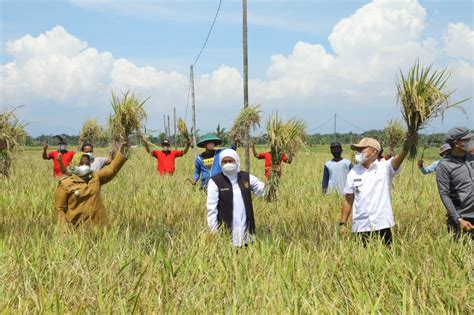 Padi Varietas Sunggal Tingkatkan Hasil Panen Jatim