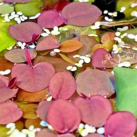 Amazon.com : 30+ Red Root Floater Plants Live, Aquarium Plants Live
