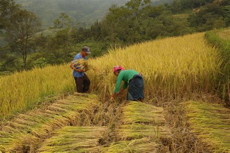 Nông nghiệp xanh bắt kịp xu thế phát triển toàn cầu