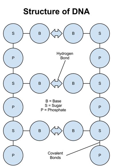 DNA and RNA - Biology Facts