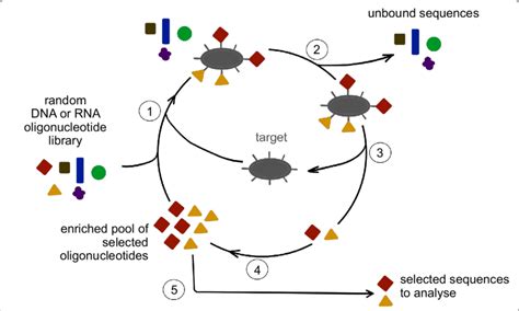 Schematic Of The SELEX Process Diagram Representing The Different