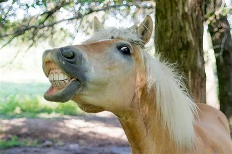 How Much Does Horse Teeth Floating Cost?