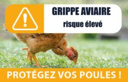 Risque élevé Grippe Aviaire Arnage