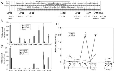 The Cell Type Specific Binding Of CTCF And Cohesin Binding Sites And