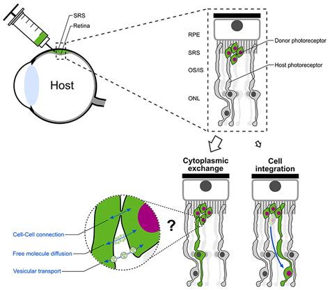 Frontiers Rebuilding The Missing Parta Review On Photoreceptor