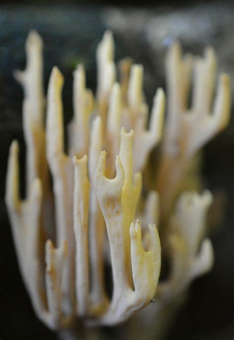 Coral fungi, New Forest, England : r/mycology