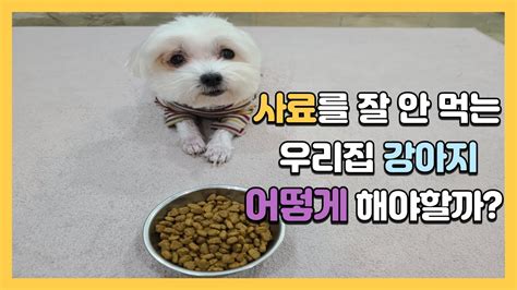 사료를 안 먹는 강아지 어떻게 해야 될까요 훈련사님 제발 알려주세요 2화 Youtube