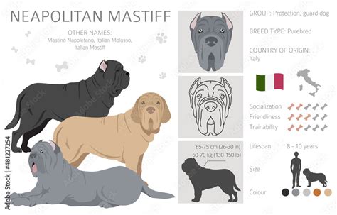 Neapolitan Mastiff, Mastino Neapolitano clipart. Different poses, coat ...