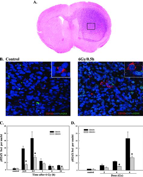 H Ax Foci In Cd And Cd Cells After Irradiation Of Ic