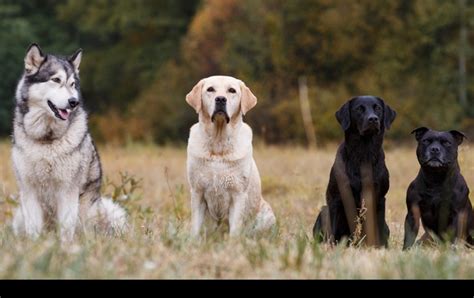 Cuántas razas de perros hay en el mundo ACTUALIZADO