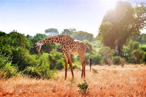 Premium Photo | Giraffe in the savanna