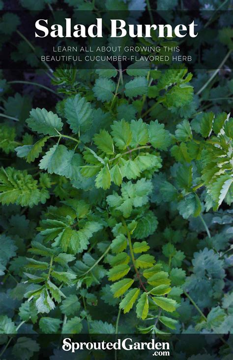 Salad Burnet: How to Plant and Grow - SproutedGarden.com