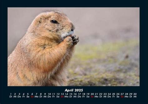 Der Tierkalender 2025 Fotokalender DIN A4 Tierkalender Thalia