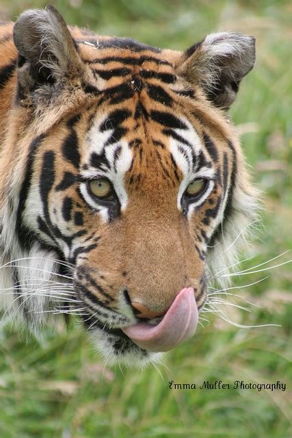 Bengal Tiger Licking Lips For Sale 2 A Photo On Flickriver