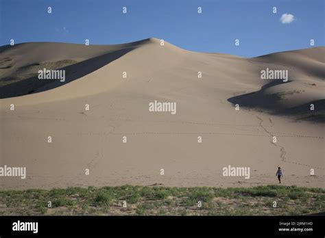 Along The Lonely Khongor Sand Dunes And Green Vegetation Gobi Desert