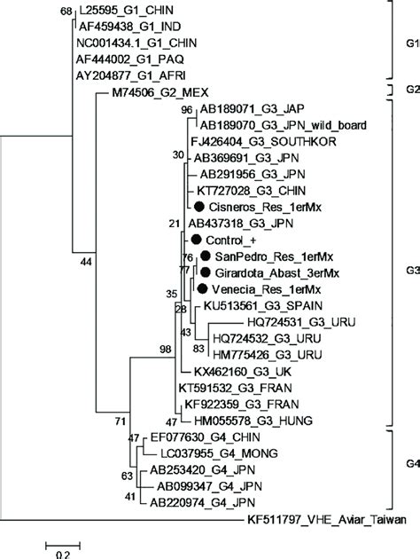 Hev Phylogenic Tree Based On A Fragment Of Pb Orf Hev Region