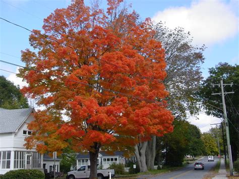 Deep River Ct Fall Colors Maple Tree On River Street Photo Picture