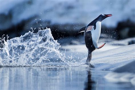 In pictures: Jumping penguins in Antarctica | Penguins, Cute penguins ...