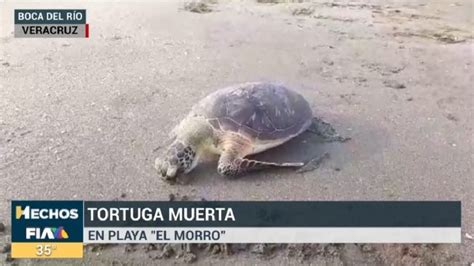 Localizan Tortuga Marina Muerta En Playa De Veracruz