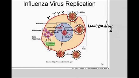 Influenza Virus Life Cycle