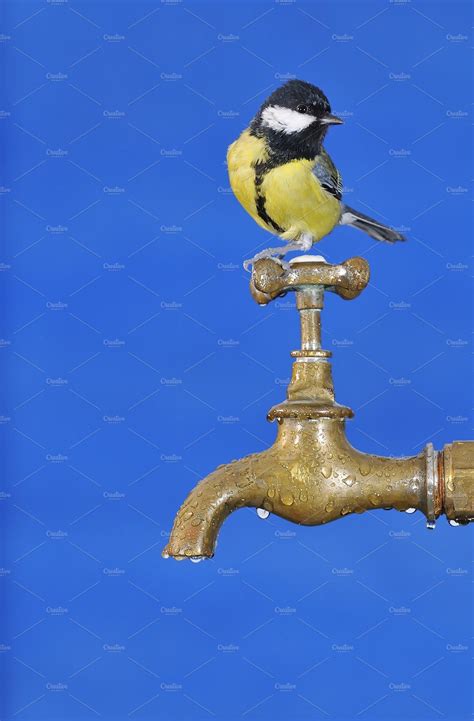 Bird drinking water. | High-Quality Animal Stock Photos ~ Creative Market