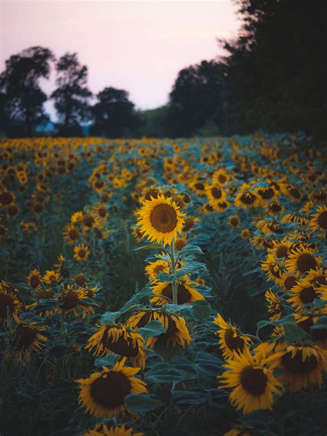 Sunflower land on Behance