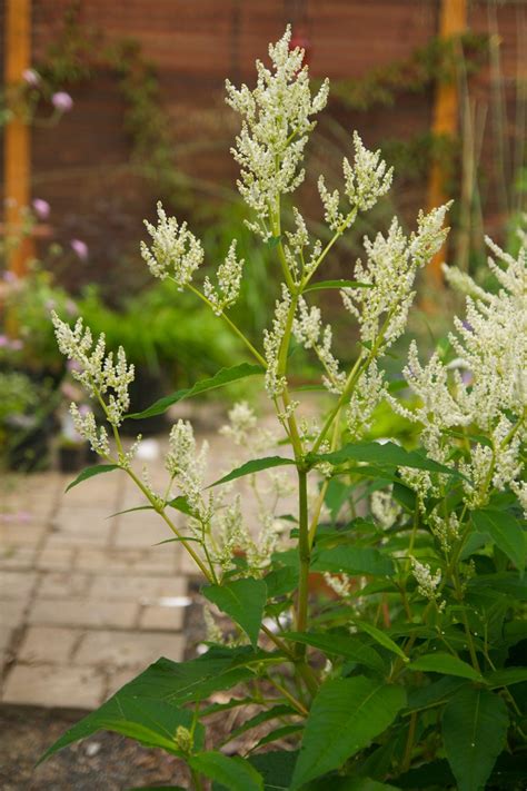 Persicaria Polymorpha Scott Weber Flickr