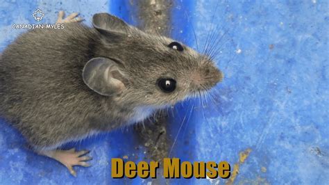 Deer Mouse Peromyscus Youtube