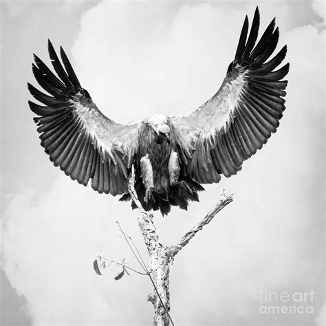 Ruppell's Vulture Wings Photograph by Todd Bielby - Fine Art America