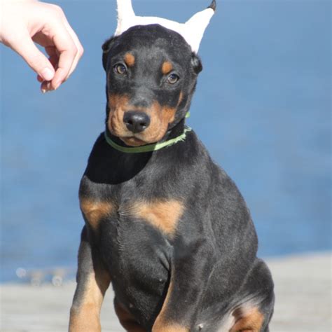 Maverick Doberman Puppy For Sale In West Virginia Puppyhero